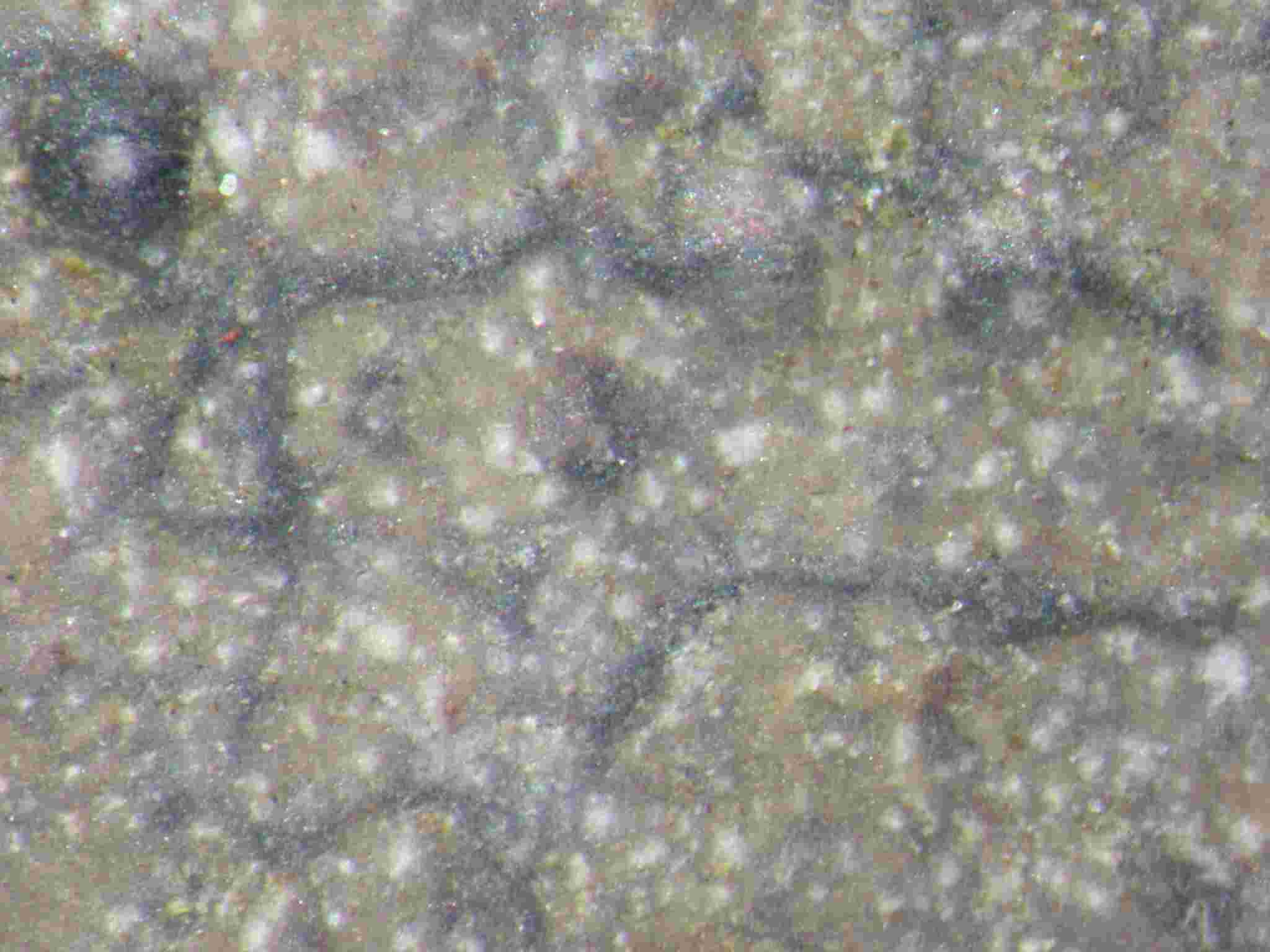 [Pyrenula chlorospila]